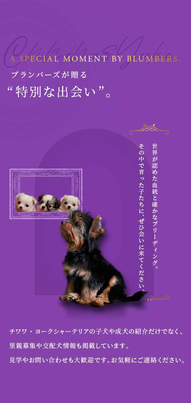 オーダー受付　仲良し　チワワ　シェルティ　ヨーキー　ご予約ページ　1/5 Bramvers&Myprecious｜チワワ・ヨークシャーテリア｜「FCIワールド